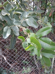 Leptolobium dasycarpum