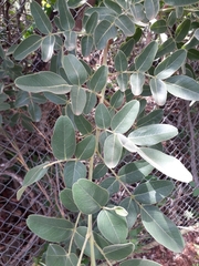 Leptolobium dasycarpum