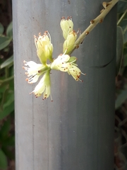 Leptolobium dasycarpum