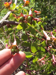 Tropaeolum pentaphyllum