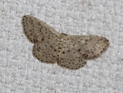 Idaea punctatissima