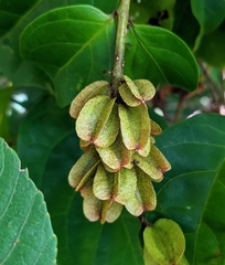 Combretaceae