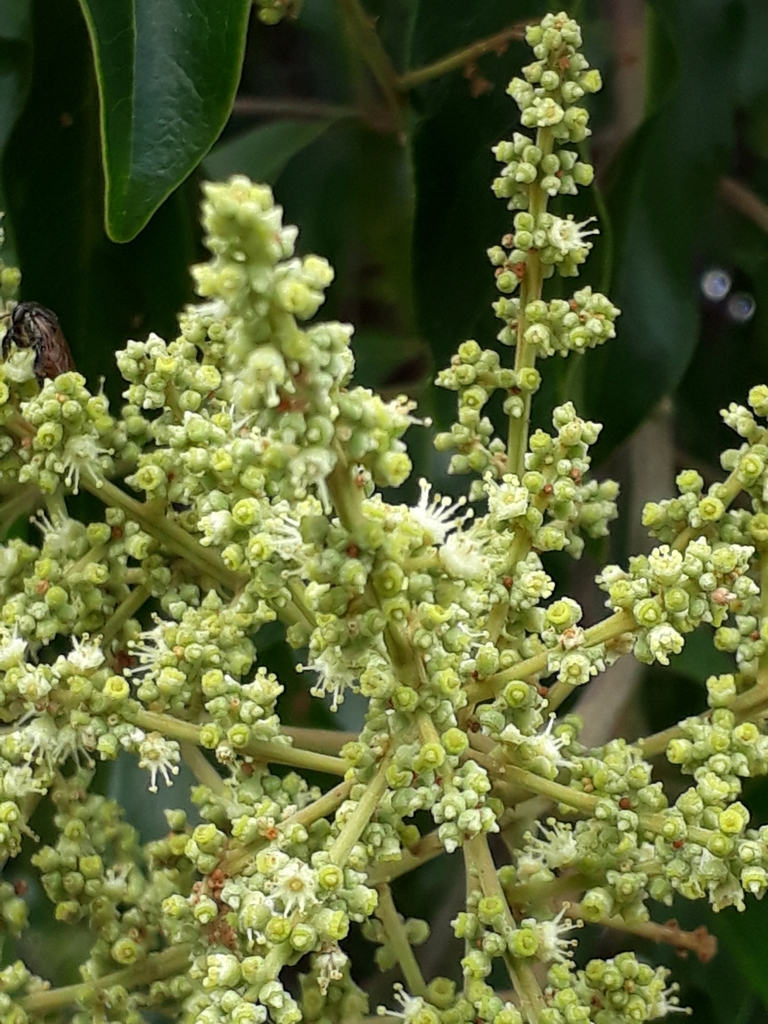 Matayba guianensis from 2 St. de Habitações Individuais Sul QI 28