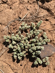 Crassula corallina