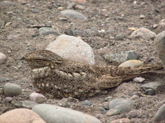 Chordeiles acutipennis