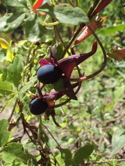 Tropaeolum pentaphyllum