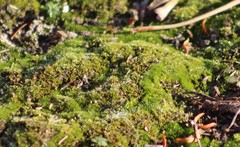 Bryophyta