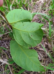 Combretaceae