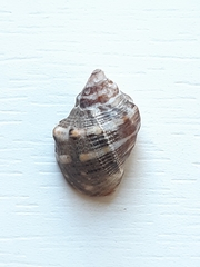 Stramonita