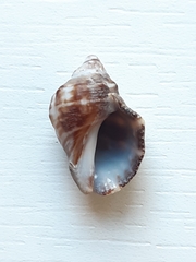 Stramonita