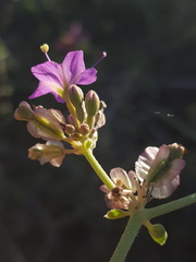 Acleisanthes chenopodioides