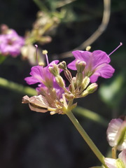 Acleisanthes chenopodioides