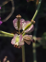 Acleisanthes chenopodioides