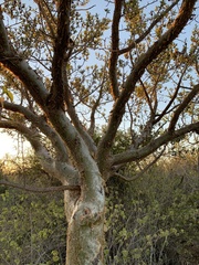 Bursera exequielii