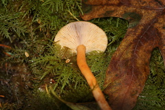 Lactarius substriatus