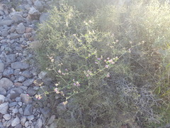 Acleisanthes chenopodioides