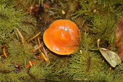 Lactarius substriatus