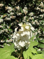 Bombus pauloensis