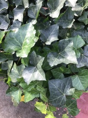 Hedera helix