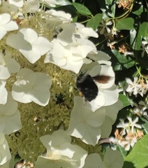 Bombus pauloensis