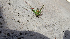 Leptophyes punctatissima