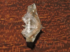 Lepidoptera