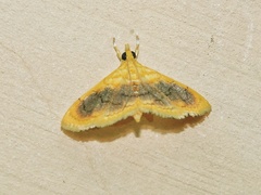 Mabra eryxalis