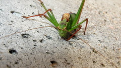 Leptophyes punctatissima