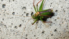 Leptophyes punctatissima