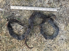 Pituophis deppei deppei