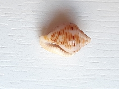 Columbella mercatoria