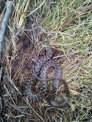 Amplorhinus multimaculatus