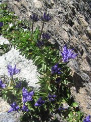 Phyteuma globulariifolium