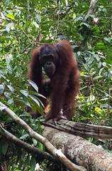 Pongo pygmaeus pygmaeus
