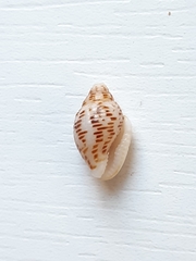 Columbella