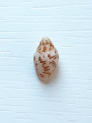 Columbella