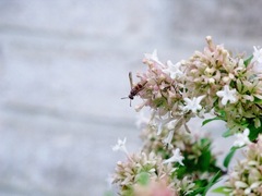 Euodynerus pratensis