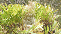 Cisticola subruficapilla