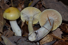 Hygrophorus lucorum