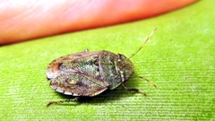Discocephalinae