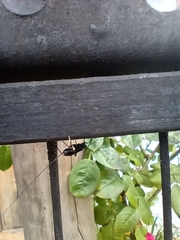 Dotocryptus bellicosus