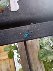 Dotocryptus bellicosus