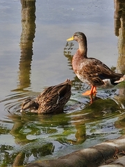 Anas platyrhynchos image