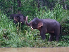 Elephas maximus borneensis
