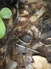 Ocnophiloidea regularis