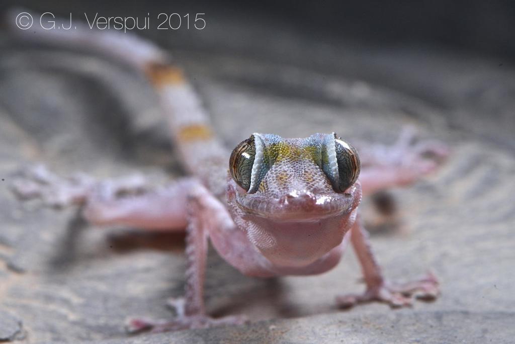 Margarita's Leaf-Toed Gecko