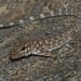 Oman Rock Gecko - Photo (c) Gert Jan Verspui, some rights reserved (CC BY-NC), uploaded by Gert Jan Verspui