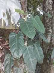 Philodendron fragrantissimum