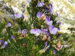 Psoralea pinnata