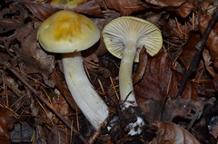 Hygrophorus lucorum